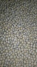 soybean seeds ultra-early varieties Apollo S0009M2