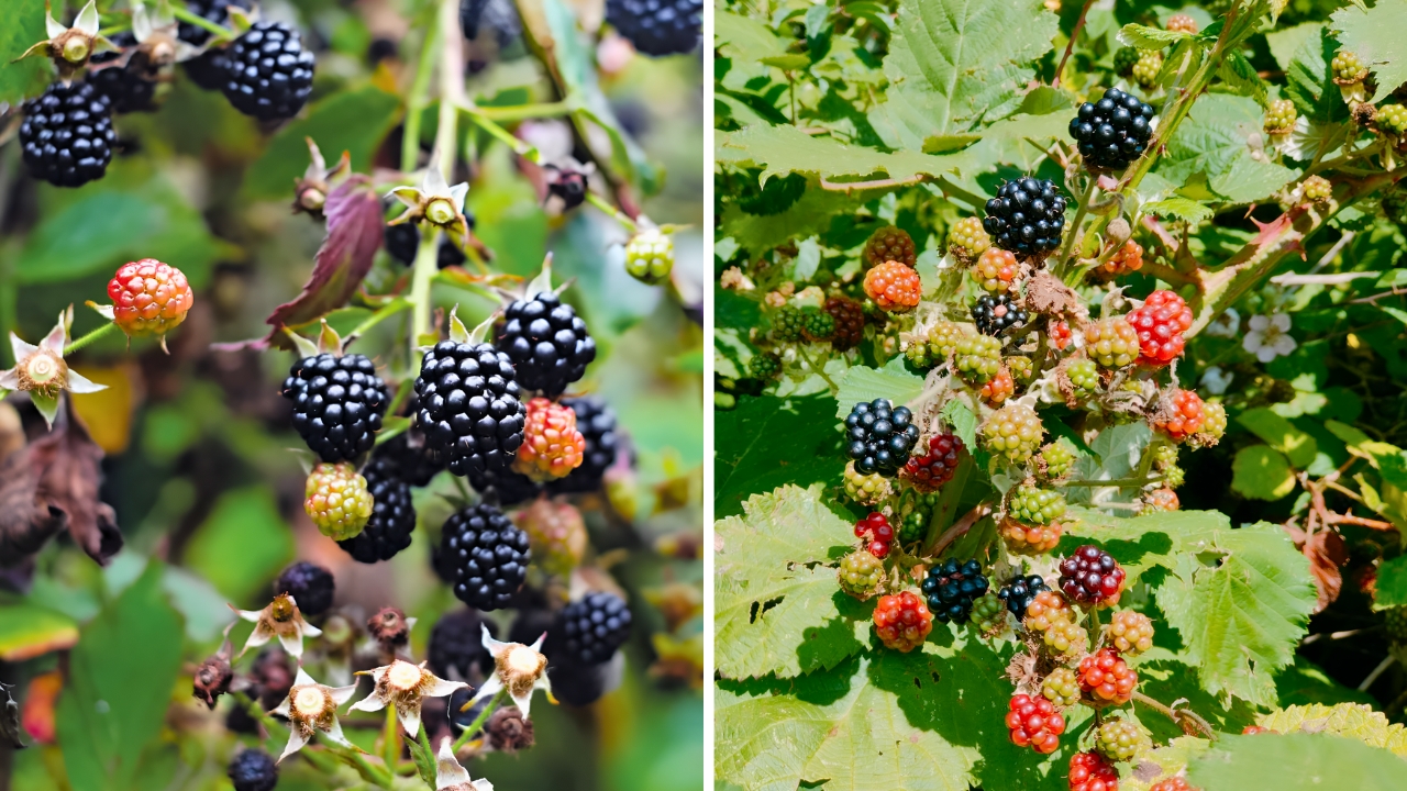Wild Blackberry Picking in the Mountains A Perfect Day Outdoors