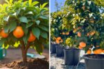Ruby Red Grapefruit Complete Guide to Growing Caring and Harvesting