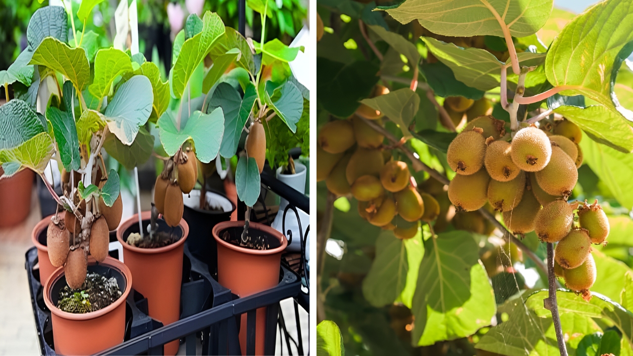 Kiwi Berry Arrives and Early Potatoes Thrive in Westmeath Garden