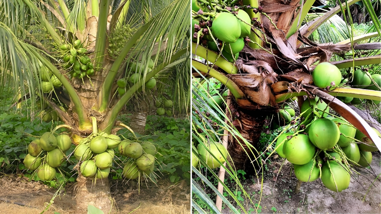 How I Grew a Coconut from the Grocery Store into a Tropical Tree