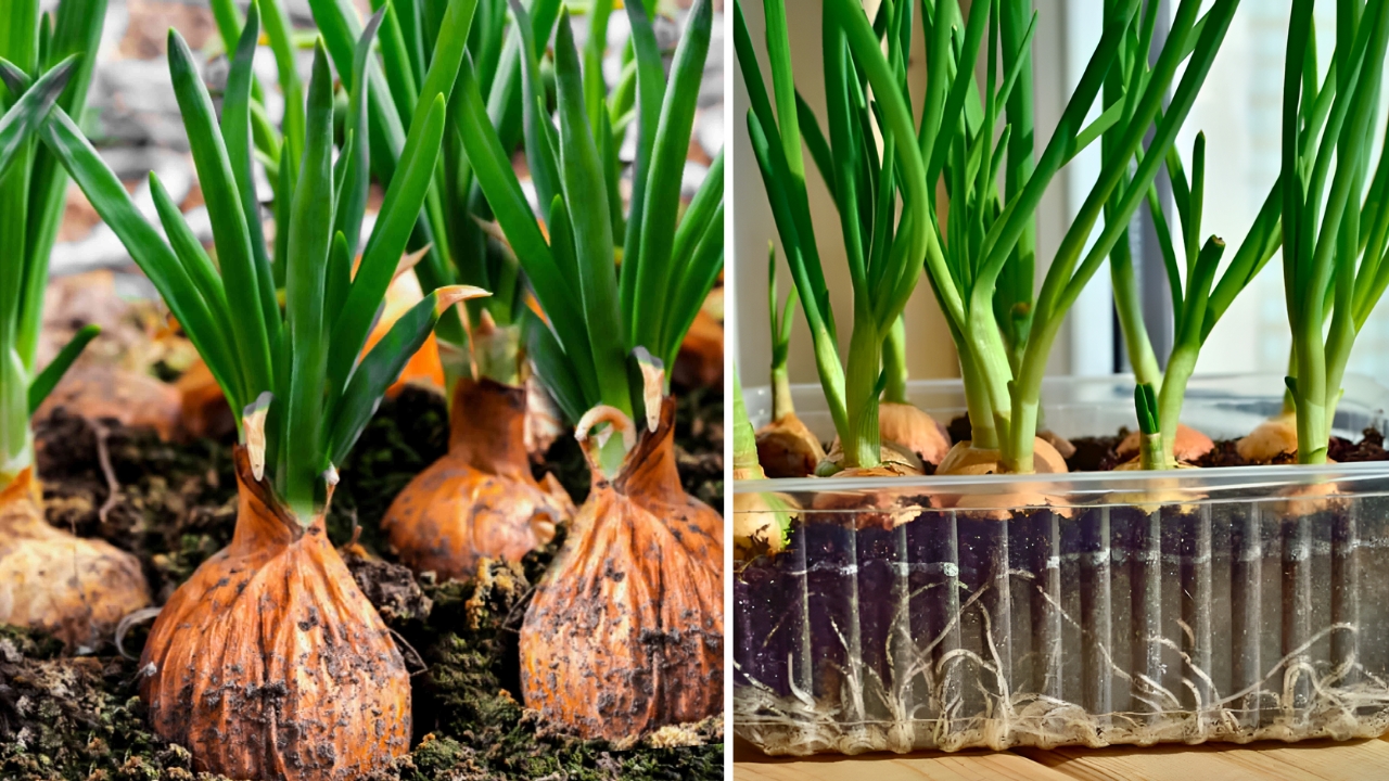 How to Grow Giant Onions: Proven Tips for a Huge Bountiful Harvest