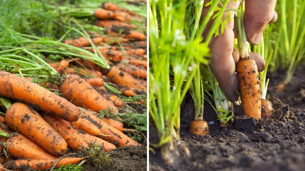 When to Harvest Carrots How to Tell Without Pulling Them Up