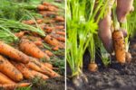 When to Harvest Carrots How to Tell Without Pulling Them Up
