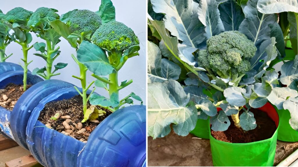 How to Quickly Grow Organic Broccoli at Home Step-by-Step Guide