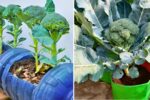 How to Quickly Grow Organic Broccoli at Home Step-by-Step Guide