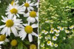 Chamomile Tea Benefits How This Soothing Herb is Winning Hearts