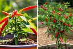 Chili Pepper Power Master Growing, Cooking, and Health Benefits of Spicy Peppers