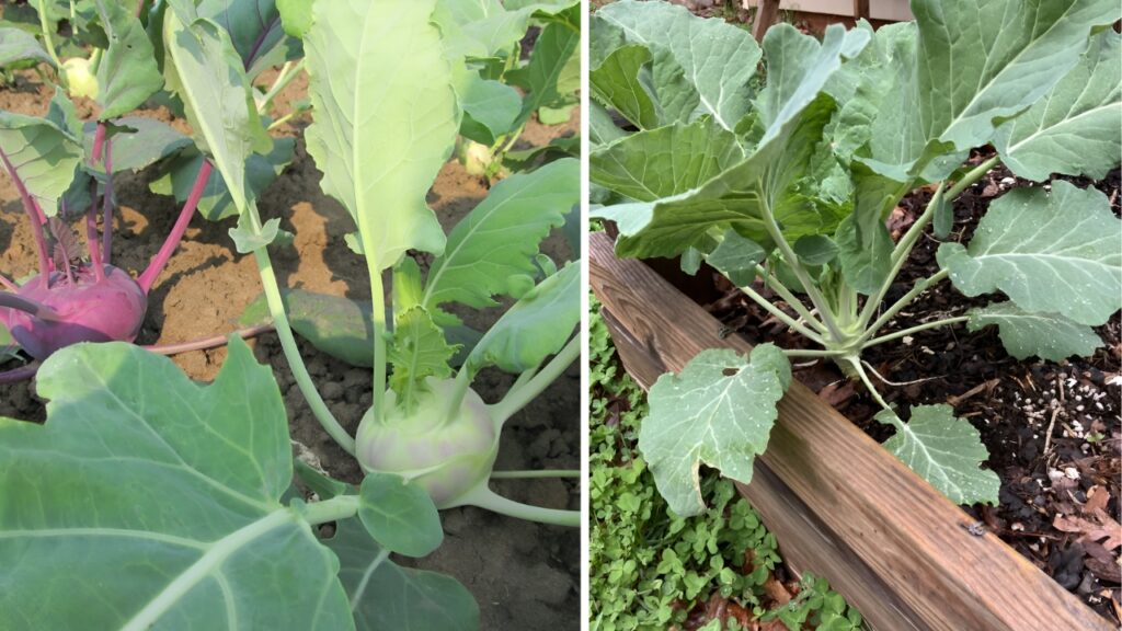 Kohlrabi Greens The Hidden Superfood Americans Are Finally Discovering