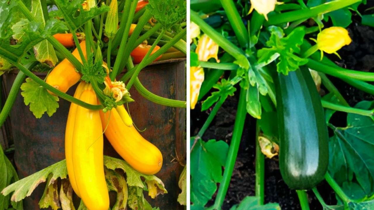 Container Gardening Made Easy Proven Tips for Growing Squash and Enjoying a Bountiful Harvest