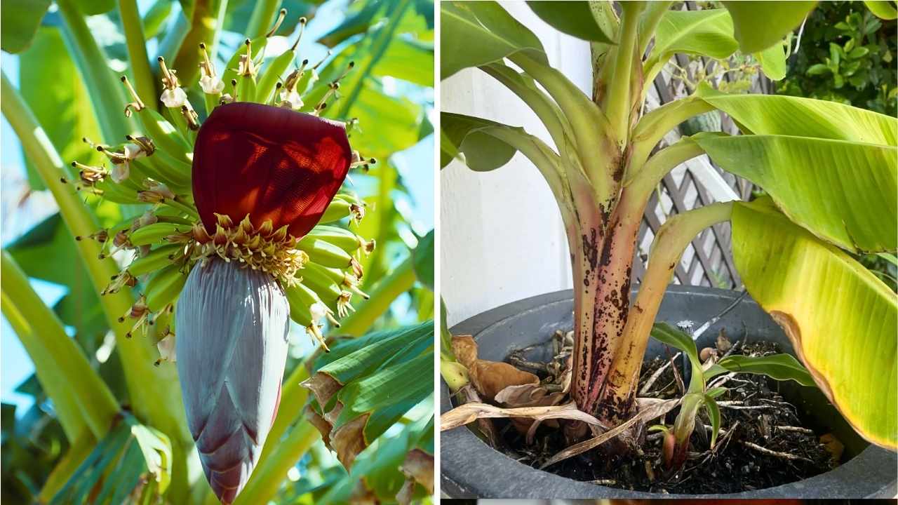 How to Grow Banana Trees from Suckers Simple Steps for Healthy and Productive Plants