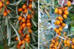 Growing Sea Buckthorn from Seed Made Easy Tips for Maximum Fruit and Health Value