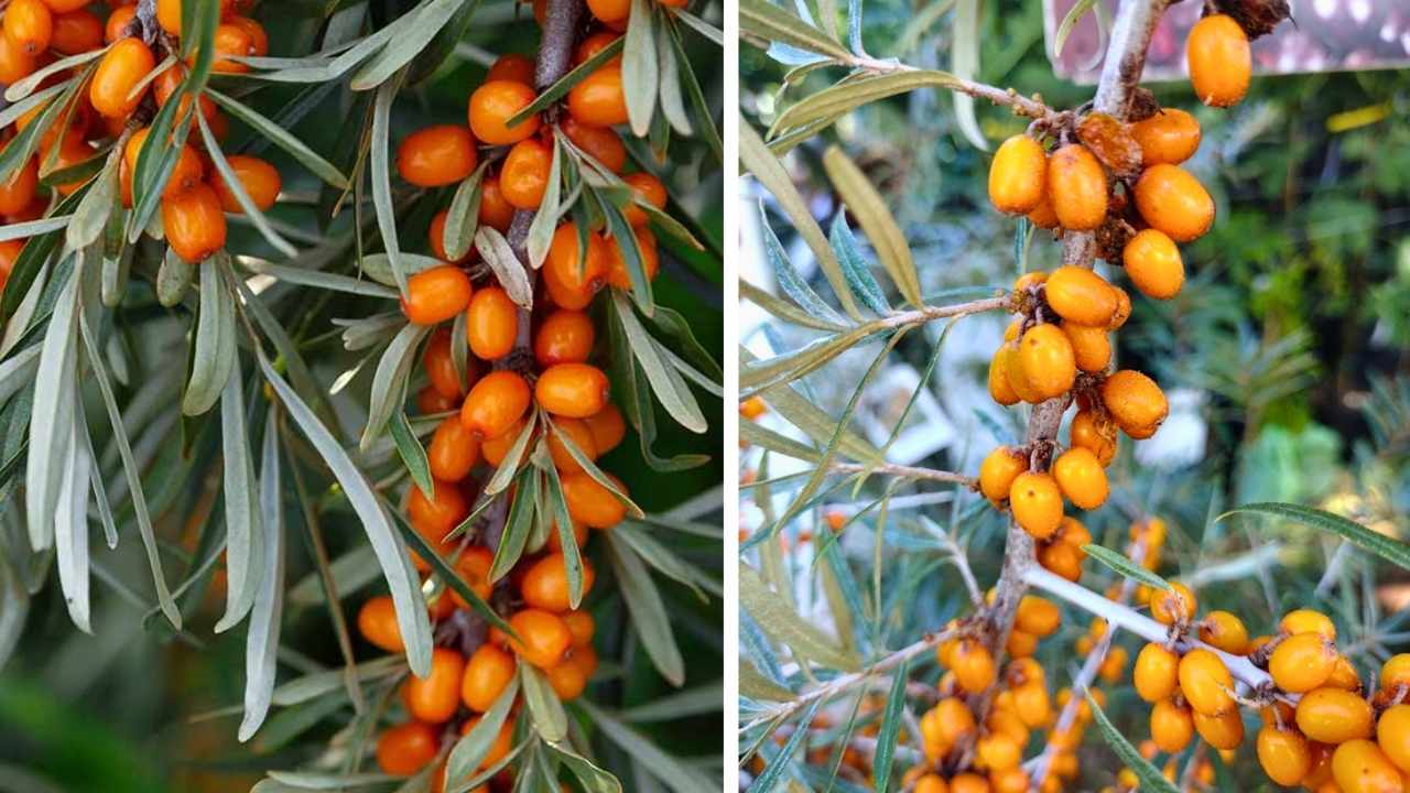 Growing Sea Buckthorn from Seed Made Easy Tips for Maximum Fruit and Health Value