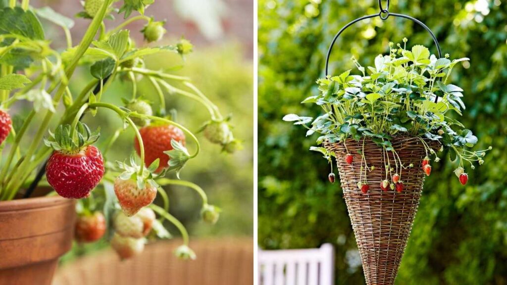 Grow Berries in Small Spaces 15 Compact Plants Perfect for Containers