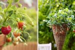 Grow Berries in Small Spaces 15 Compact Plants Perfect for Containers