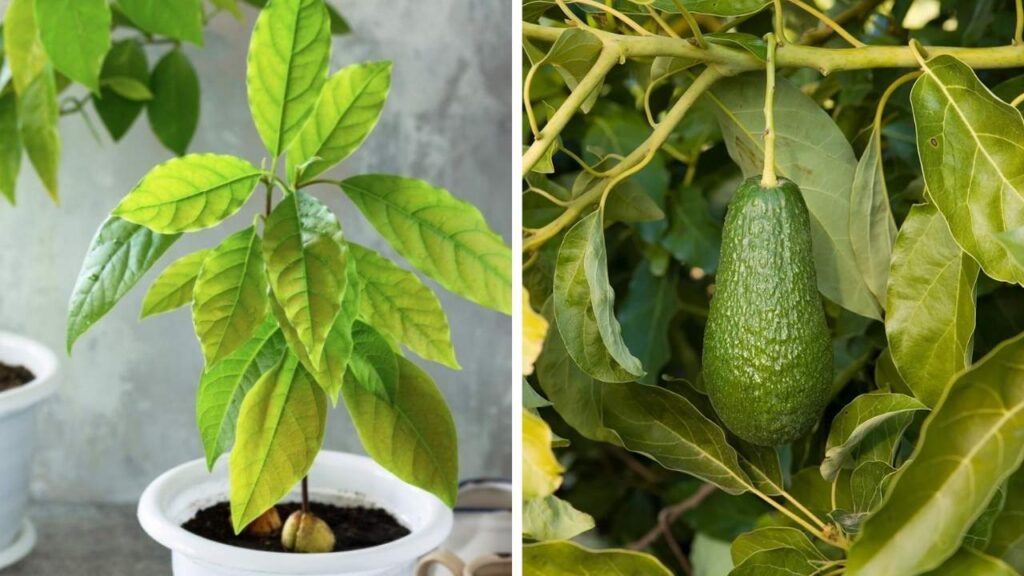 Fast-Growing Avocado and Fruit Trees Simple Methods for Success