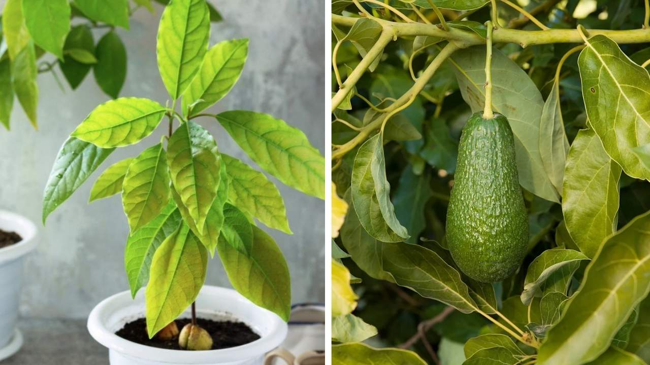 Fast-Growing Avocado and Fruit Trees Simple Methods for Success