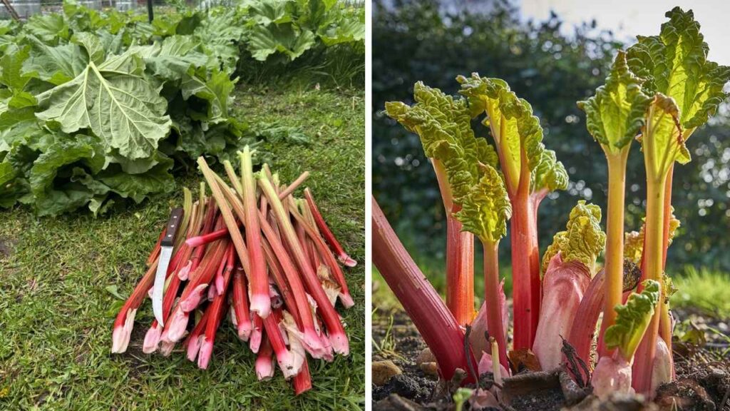Grow Your Own Rhubarb Easy Guide for Home Gardeners